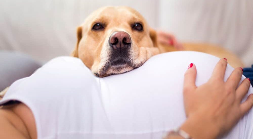 敏銳的鼻子：狗能感覺到懷孕嗎？