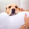敏銳的鼻子：狗能感覺到懷孕嗎？