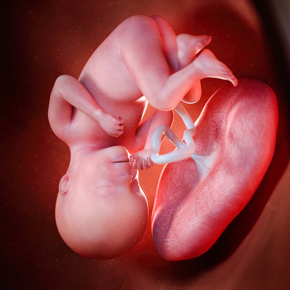 胎兒與胎盤的 3d 渲染