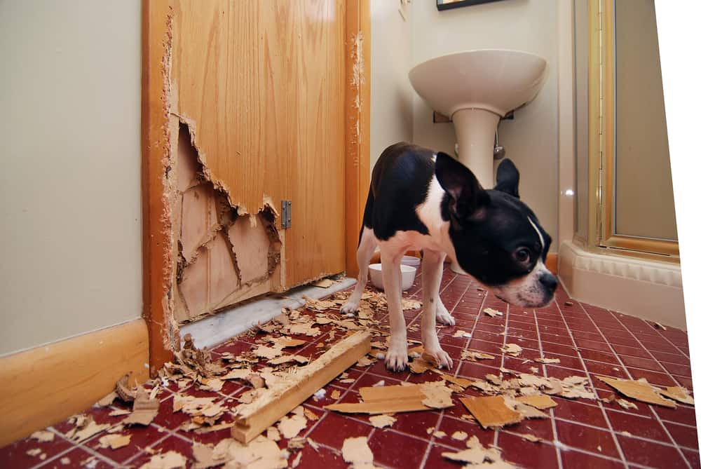 一條被木頭和咀嚼過的浴室門包圍的狗